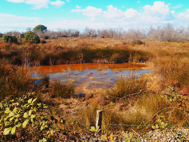 01-La petite Camargue