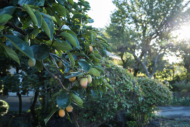 Persimmon tree