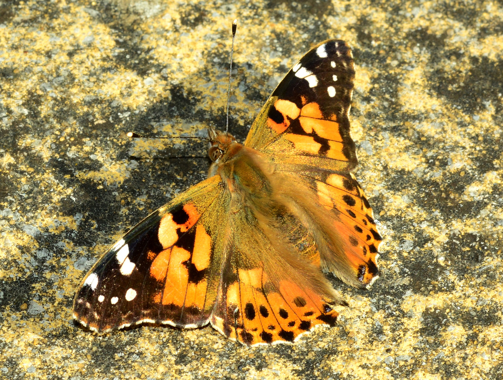 Painted Lady. Vanessa cardui