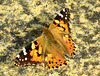 Painted Lady. Vanessa cardui