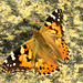 Painted Lady. Vanessa cardui