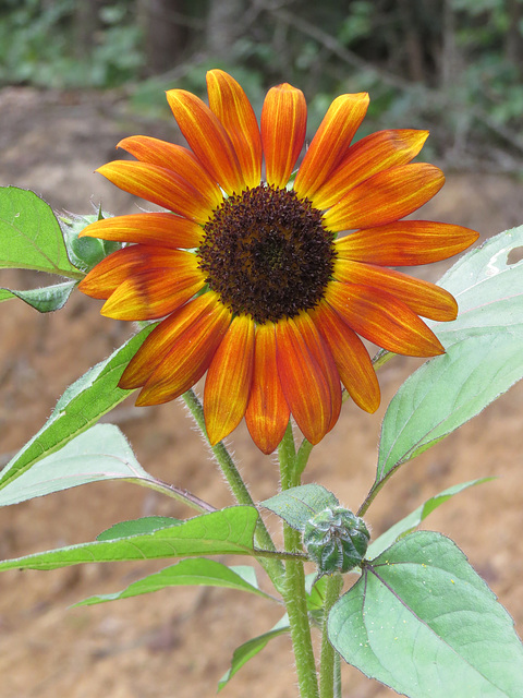 Sunflower "Velvet Queen"