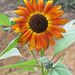 Sunflower "Velvet Queen"