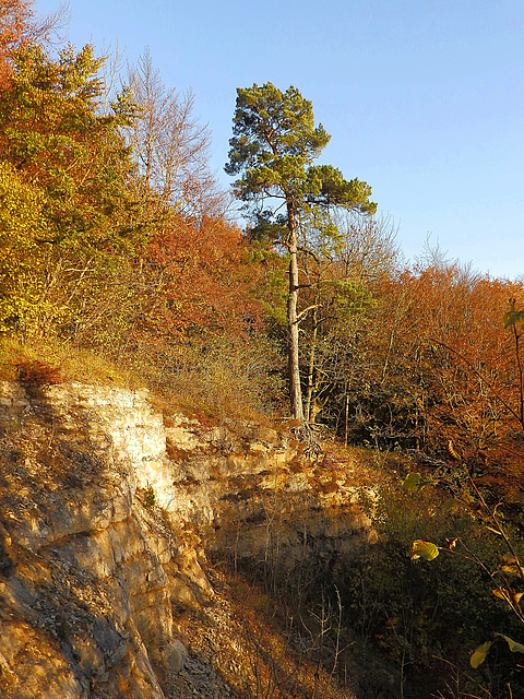 Autumn on the edge, Forge Valley, North Yorkshire