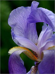 Gros plan sur un iris