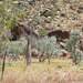 A Boab Tree In The East Kimberley