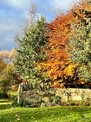 Autumn leaves in the pond garden