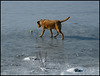 labrador on ice