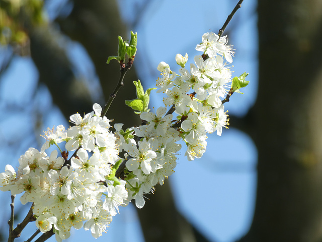 Frühlingsblüten