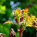 ... renaissance du sumac  ...