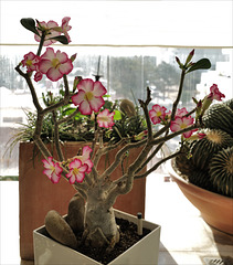 Adenium obesum