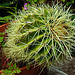 20230723 3108CPw [D~LIP] Goldkugekaktus (Echinocactus grusonii), UWZ, Bad Salzuflen