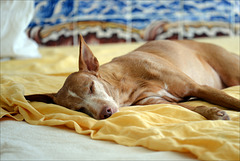 Ninfa in my bed