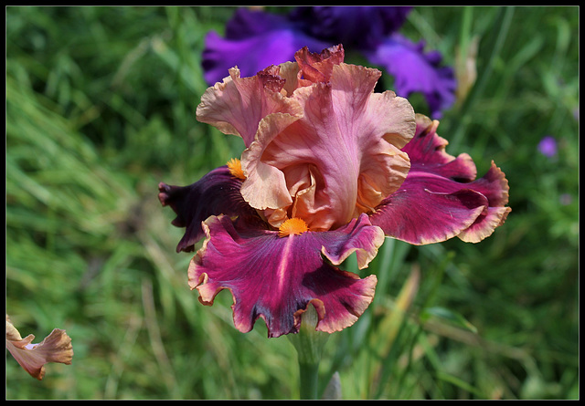 Impressionist (2)