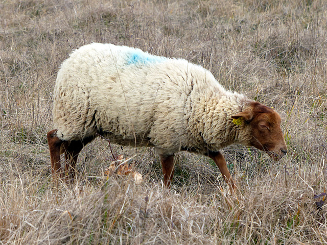 Transhumance du 16 mars 2016