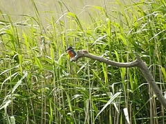 20190613 5164CP~V [R~GB] Eisvogel, Schilf (Phragmites australis), Wales