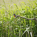 20190613 5164CP~V [R~GB] Eisvogel, Schilf (Phragmites australis), Wales