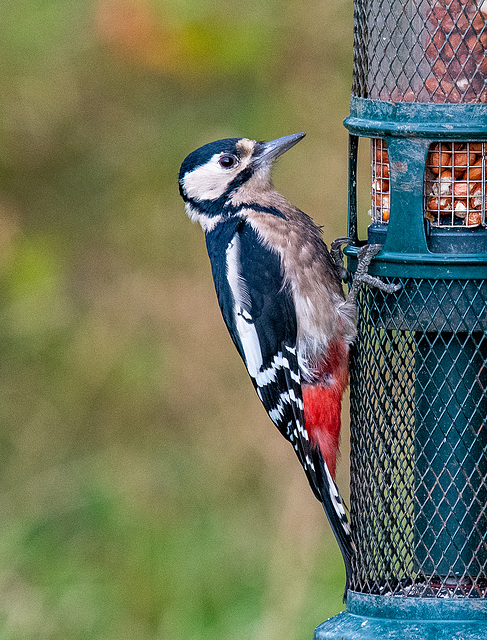 Great spotted woodpecker