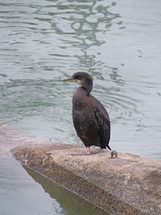 Cormorant - 19 September 2020