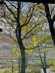 Autumn leaves in the pond garden