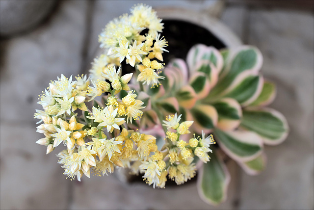 Aeonium Dravidbramwellii sunburst in my terrace