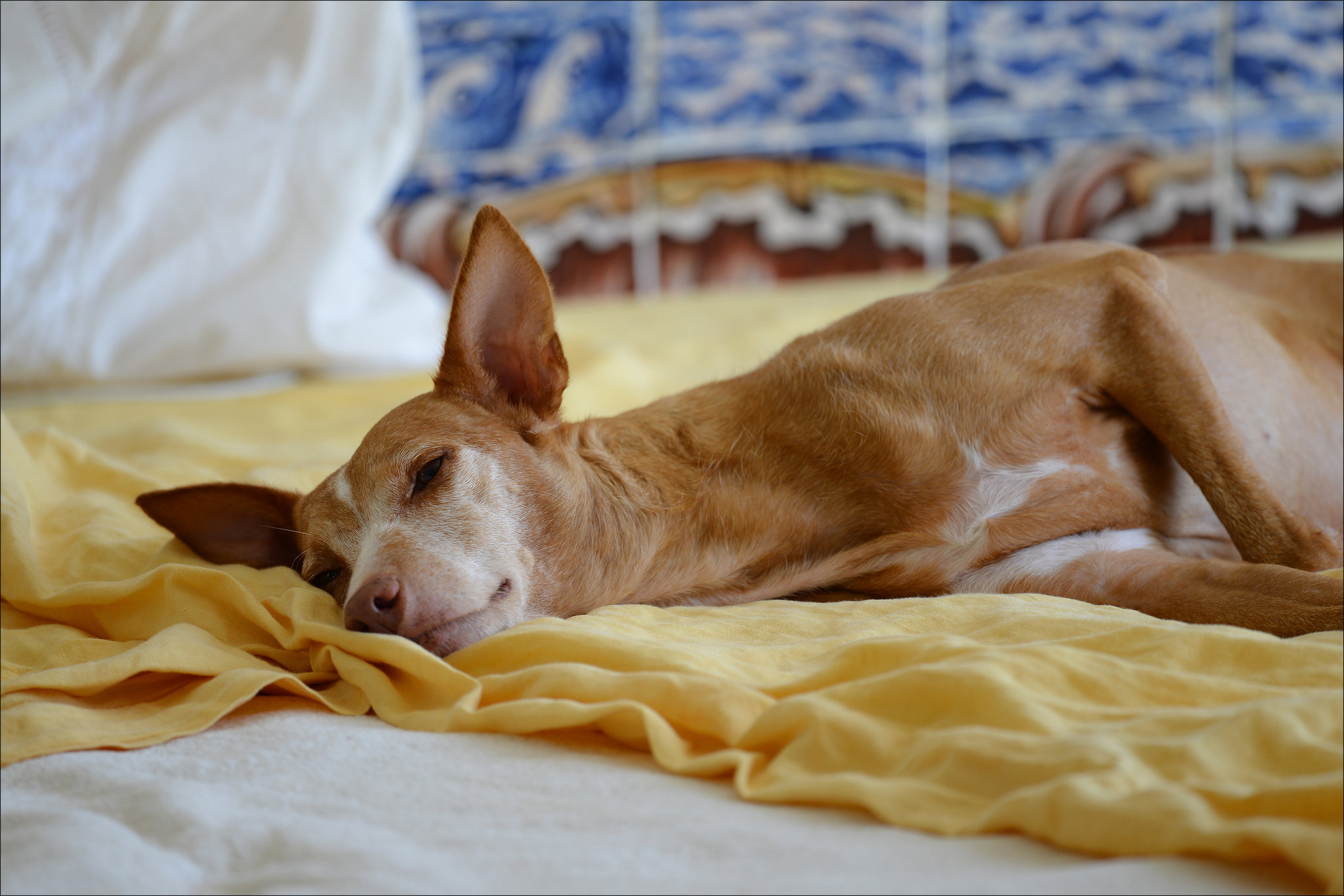 Ninfa in my bed  DSC 6895