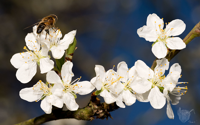 Blossom Blossom