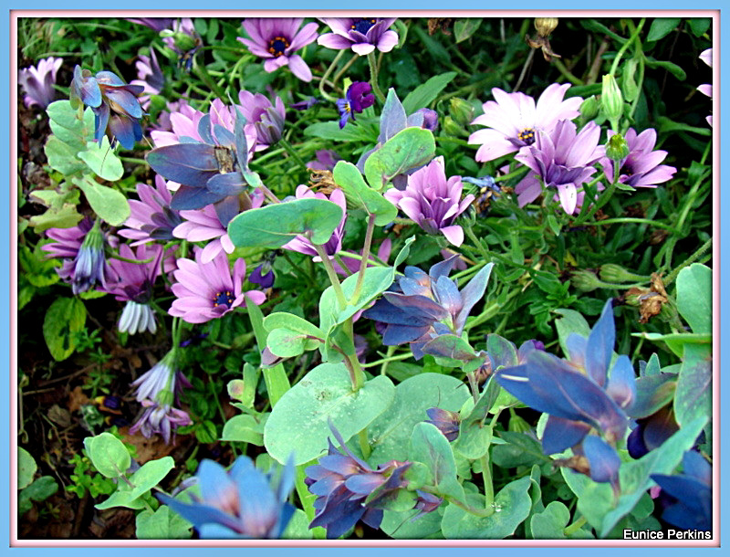 Botanical Beauties.