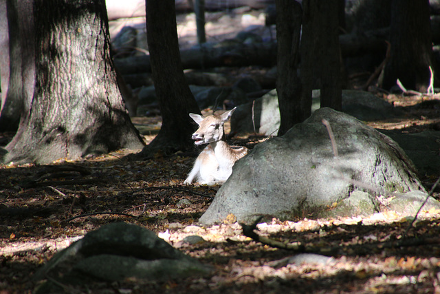 In the deer forest