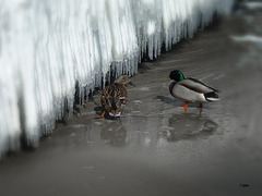 Dialogue at Icy Fence