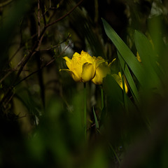 Tulpe im Gestrüpp