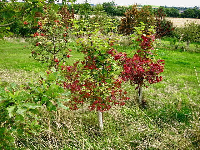 Guelder rose tree, part of the plantation of the new National Forest near The Buildings Farm