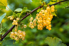 currant-550600 960 720