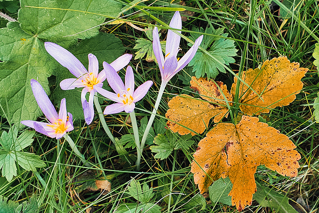 Herbstzeitlose