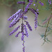 Saltcedar Flowers