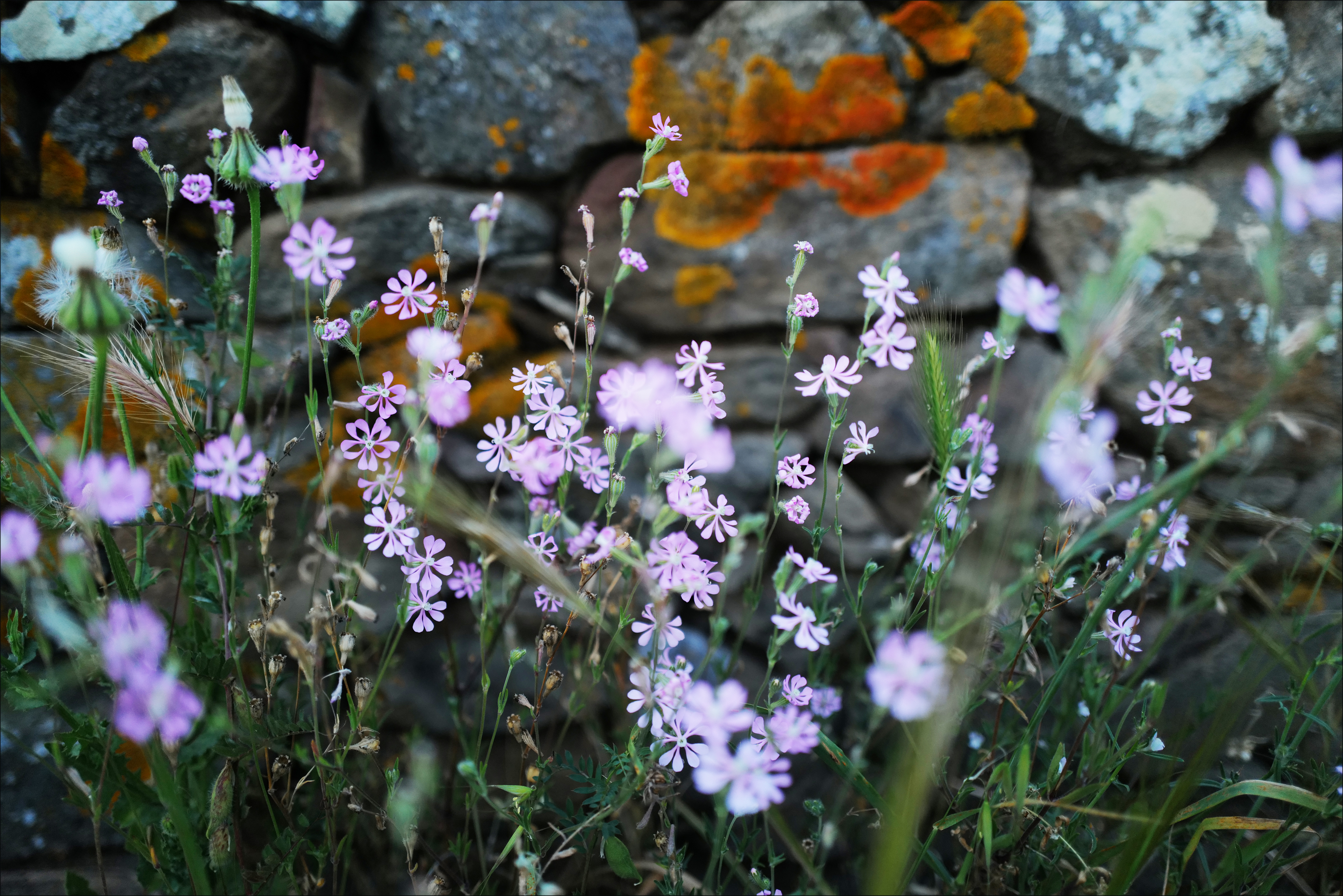 Silene colorata, Penedos