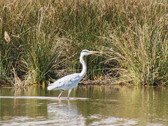 04-Une Aigrette