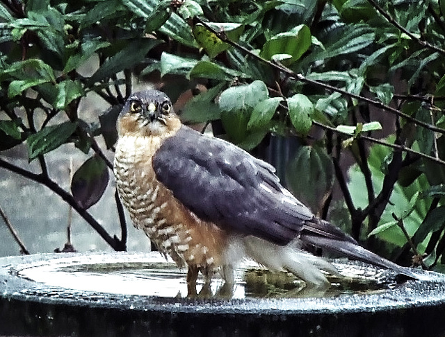 Sparrowhawk in the bird bath