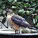 Sparrowhawk in the bird bath