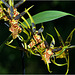 Odontoglossum ...