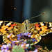 Painted Lady. Vanessa cardui