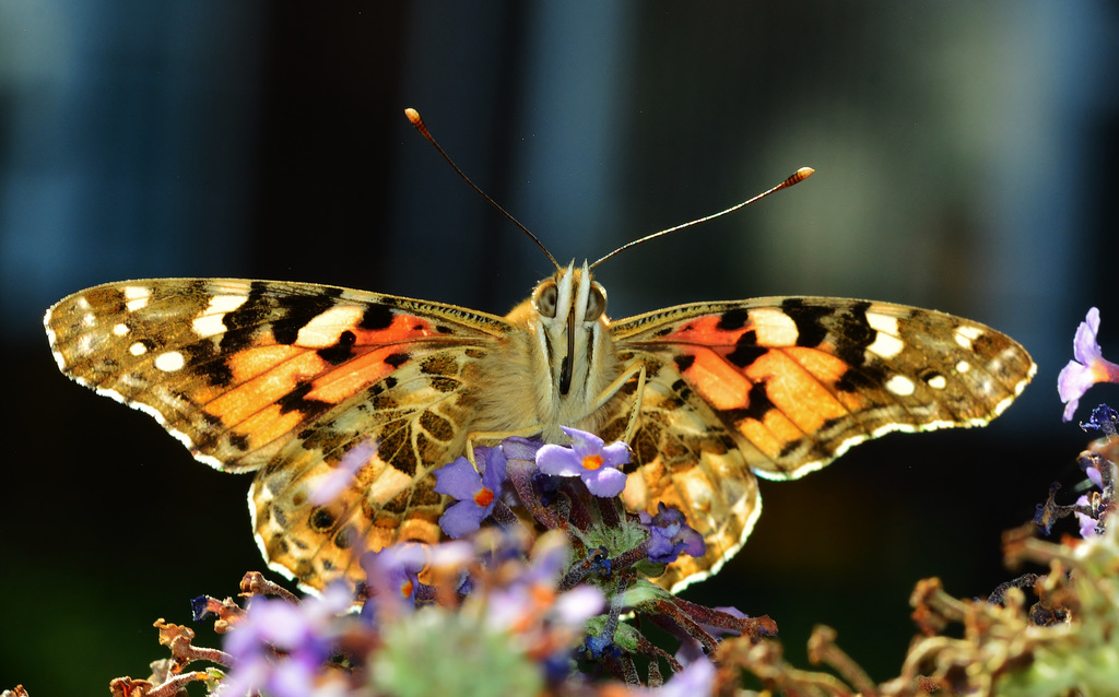 Painted Lady. Vanessa cardui