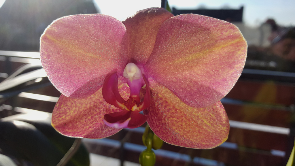 Phalaenopsis
