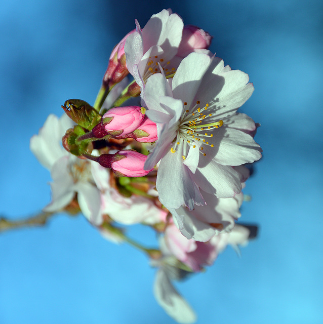 Matin fraîcheur ...../ Morning sweetness...