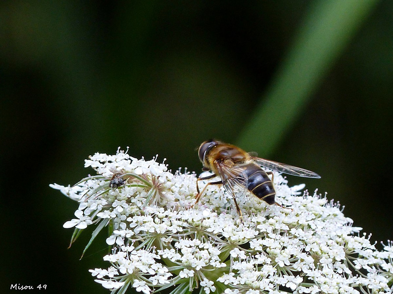 Dans mon jardin