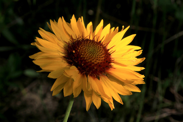 Blanket Flower