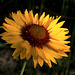 Blanket Flower