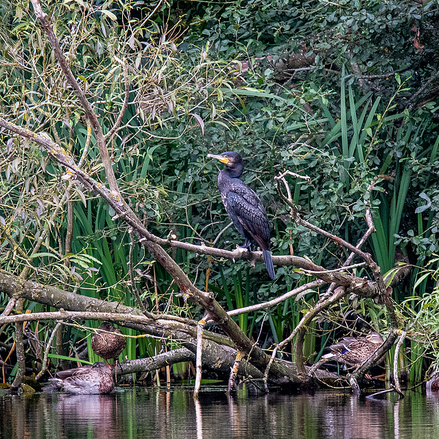 Cormorant