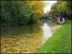 leaves on the canal