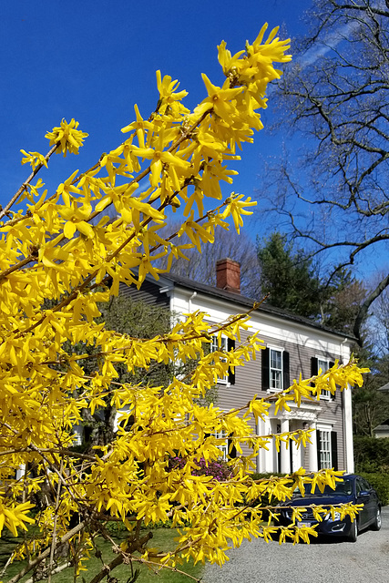 Forsythia to the fore